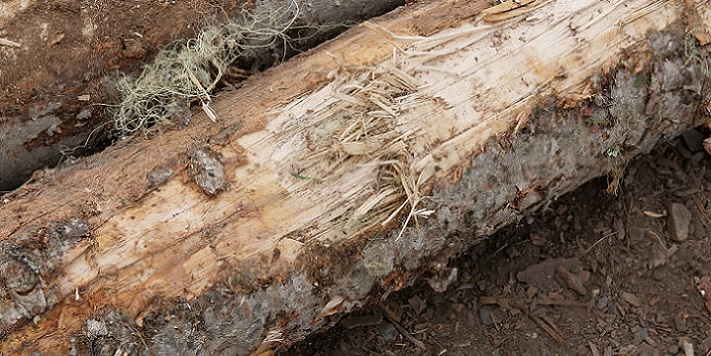 Damaged Log